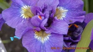 Ирис сибирский Дабл Стандарт (iris sibirica) ? обзор: как сажать, рассада ириса Дабл Стандарт