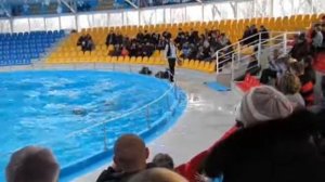 Выступление тюленей в Донецком дельфинарии.