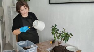 Весенняя пересадка и формировка фикуса микрокарпа