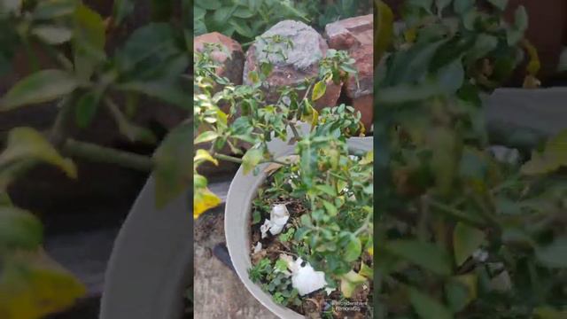 ◦•●◉✿Harvesting of tomatoes on terrace ✿◉●• смотреть онлайн