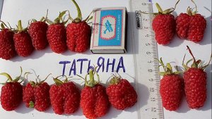 Малина ХИТЫ Суперсорта Лучшая летняя, ремонтантная