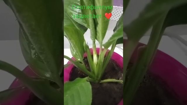 Спатифиллум зацветает ❤️ #женскоесчастье #спатифиллум #обзор #растения #2023 #цветы #shortvideo