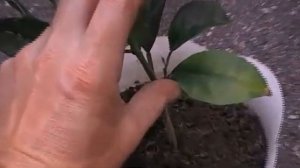 Как формировать мандарин в домашних условиях. Выпуск 246