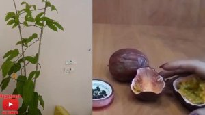 Маракуя Пассифлора  как посадить вырастить Уход  что получается Passiflora в дома passion fruit
