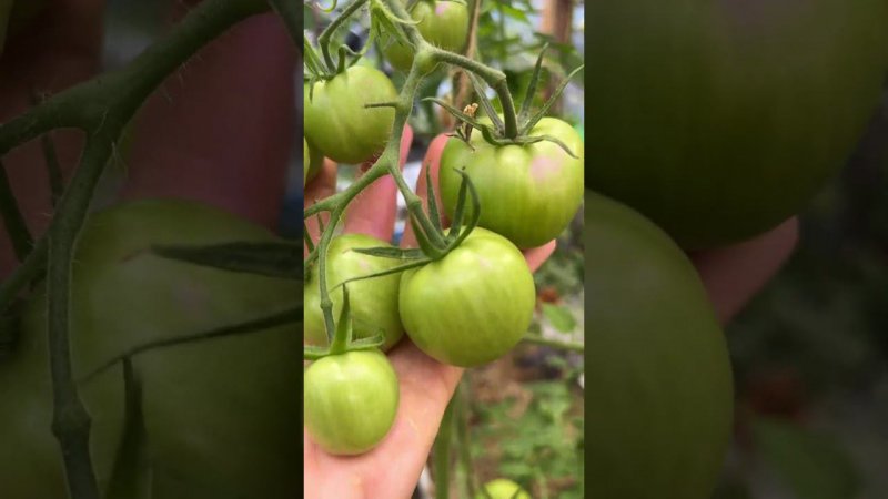 Аурига #respect #шортс#топ #garden #обзор #растения #огород#video#помидоры#томаты#tomato#shorts#дача