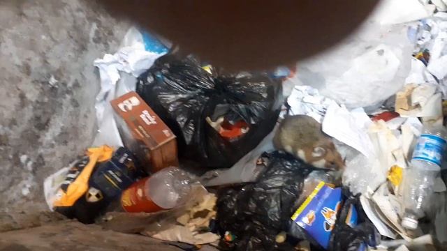 Дикий хомяк КАРБЫШ