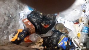 Дикий хомяк КАРБЫШ