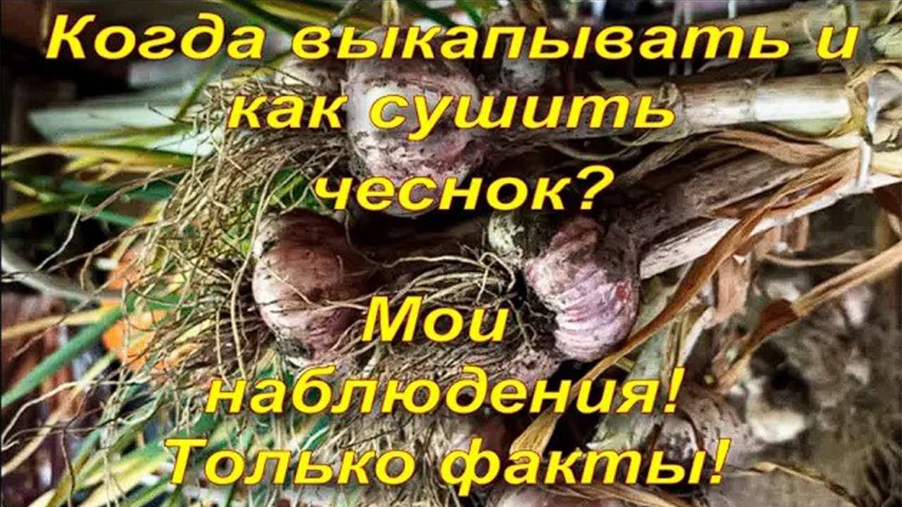 Когда и как выкапывать озимый чеснок? Как сушить чеснок? Как узнать сроки уборки? Основные правила.