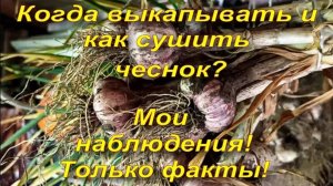 Когда и как выкапывать озимый чеснок? Как сушить чеснок? Как узнать сроки уборки? Основные правила.