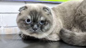 Кастрация кота