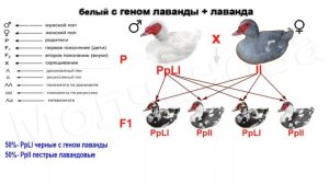 Белые мускусные утки с крестить с другим окрасом, что получится? ГЕНЕТИКА ОКРАСОВ