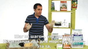Морские свинки— заболевание дыхательных путей