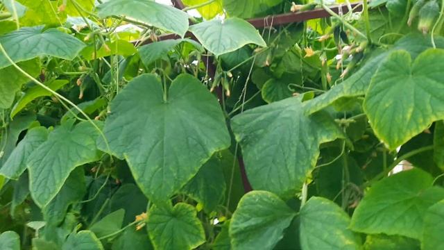 Тепличный сезон заканчивается. Теплица в октябре. Что растёт сейчас в теплице. Обогрев теплицы. смотреть онлайн