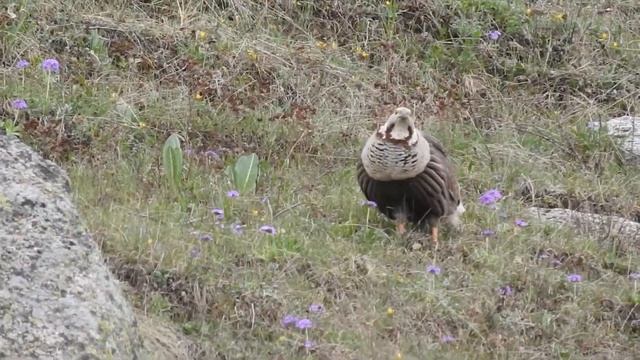 Улары- горные индейки. смотреть онлайн