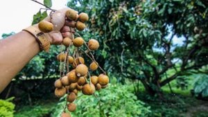 Как Вырастить Лонган Из Косточки В Домашних Условиях