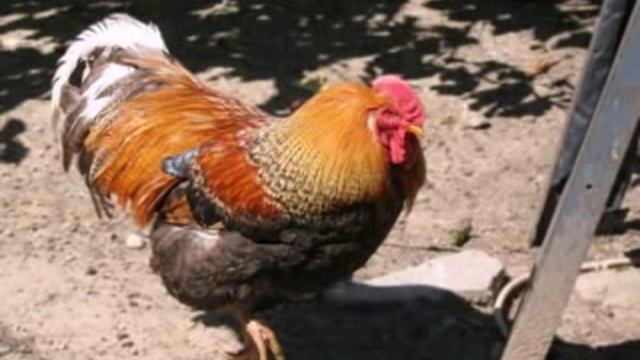 ВИА Ровесники-Петухи.mp4 смотреть онлайн