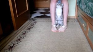 Дрессированная Кошка | Кошка выполняющая команды | Trained cat
