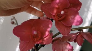 Phal. Pavarotti (красная орхидея бабочка фаленопсис Паваротти)