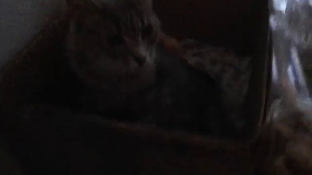 Как покормить кошку если она радила котёнка илиберемена смотреть онлайн