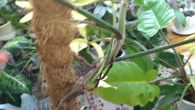 Комнатные растения. Черенкуем филодендрон маску. смотреть онлайн