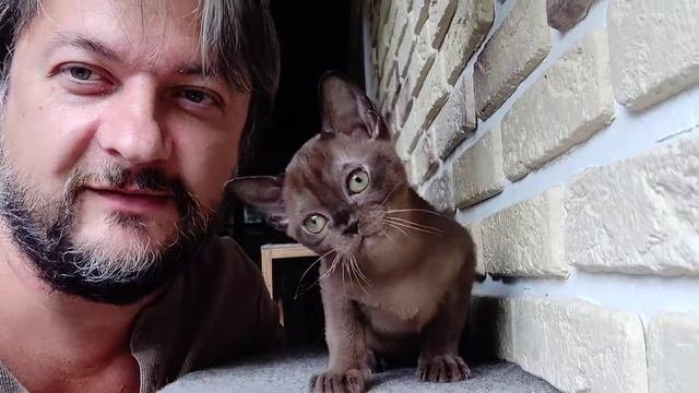 #БУРМАСИЛЬВЕР / Американская бурма / Соболиный окрас / Burmese kitten