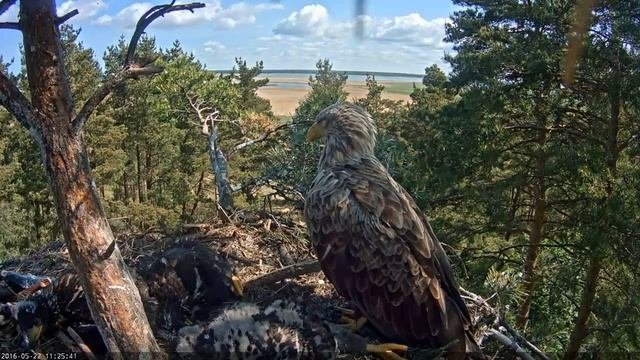 Онлайн камеры. Наблюдение за дикой природой. Эстония.