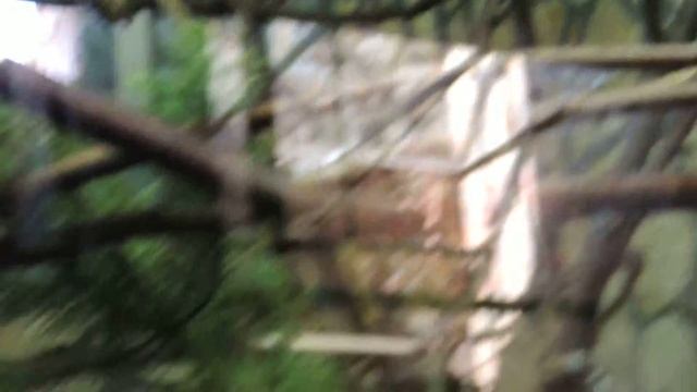 Эдипов тамарин. смотреть онлайн