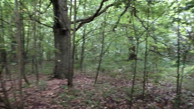 В ДРЕМУЧЕМ ЛЕСУ ДРЕВНИЕ НАХОДКИ смотреть онлайн