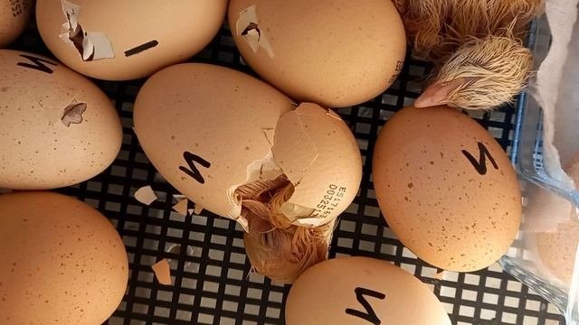 Цыпляток Кобб-500 появляется на свет и второй любопытничает