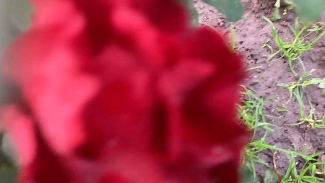 Розы-первогодки 2021 с картинками смотреть онлайн