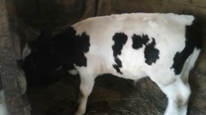 Тяжело ли держать корову и сколько денег можно на ней заработать!