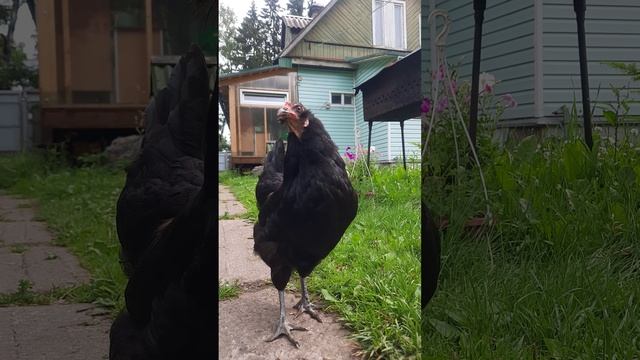 Клубники у нас... куры не клюют.