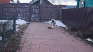 Дрессировка алабая по ОКД