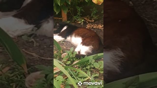 #shorts После тяжёлой трудовой недели..mp4