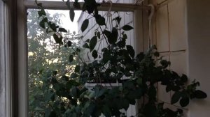 Фуксии на балконе 5 октября 2018 г.