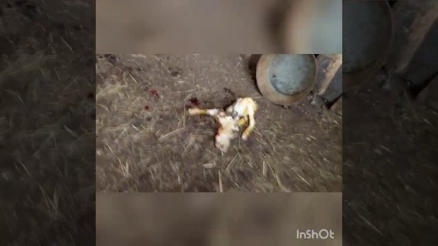 Коза родила стоя! смотреть онлайн