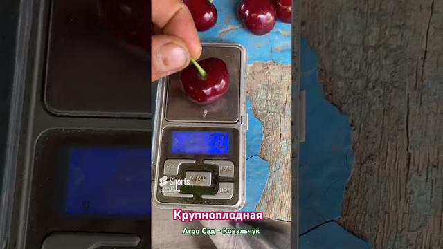 Крупноплодная черешня на Кубани