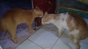 suara kucing berantem