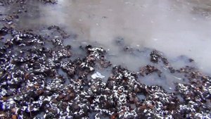 Как найти место лосиного гона