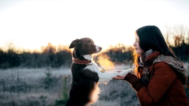 Всю ночь гавкала собака, а когда хозяйка вышла на звук, остолбенела смотреть онлайн