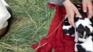 Продам Щенков Русской Пегой Гончей!!! Наша Пуля Стала Мамой!!!