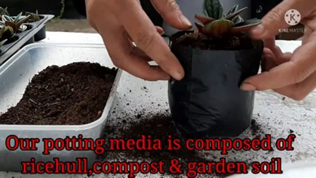 HOW TO REPOT PEPEROMIA ROSSO/WHAT BEST POTTING MIXTURE TO USE FOR A HEALTHY & LUSH PEPEROMIA PLANT смотреть онлайн