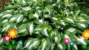 Хоста волнистая Унивитата. Краткий обзор, описание характеристик hosta undulata Univittata