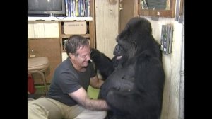 Горилла Коко и Робин Уильямс