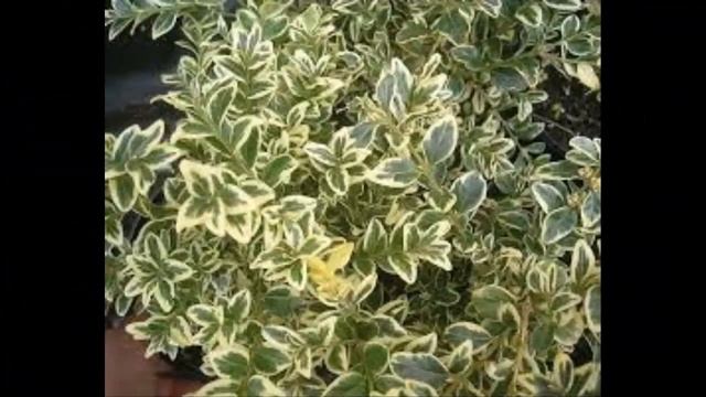 Самшит Декоративные кустарники4 Декоративные растения смотреть онлайн