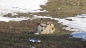 Собака валяется на спине и дрыгает ногами