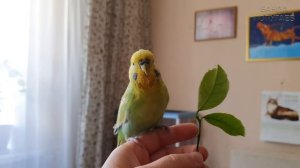 О приручении волнистиков с помощью чумизы ? ?