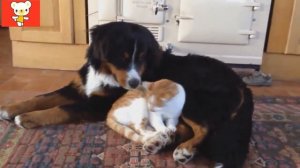 Кошки, собаки и другие 5 ● Приколы с животными осень 2014 ● Funny animals ● Cute Cats & Dogs ● Comp