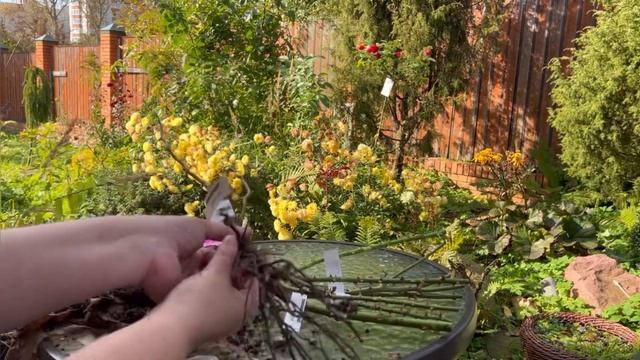 Радоваться или горевать? Саженцы роз из питомника Rozaflora 2023 смотреть онлайн