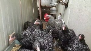 МЕХЕЛЕНСКАЯ КУКУШКА о породе конкретно и по факту